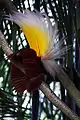 Paradisaea apoda vu de dos, Parc aux oiseaux de Bali
