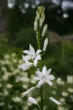 Description de l'image Paradisea lusitanica closeup.JPG.