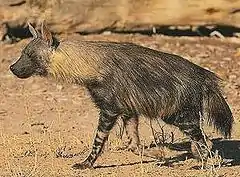 Spécimen de hyène brune, le plus grand carnivore du Magaliesberg.