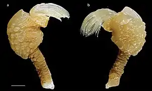 Paralepas morula (Heteralepadidae).