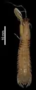 Paralimopsis carinata