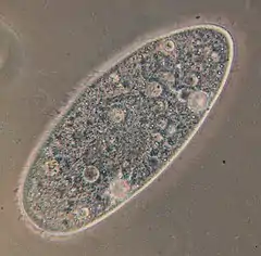 Paramecium aurelia (Ciliata)
