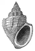 Paramelania damoni.