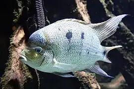 Paraneetroplus argenteus ou Vieja argentea