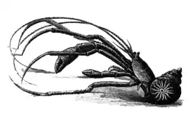 Parapagurus abyssorum, un Parapaguridae