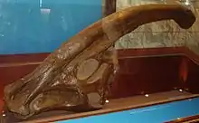 Crâne de Parasaurolophus walkeri - Muséum d'histoire naturelle de Londres.
