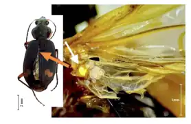 L'acarien Eutarsopolipus paryavae (Acari, Heterostigmatina, Podapolipidae) sous les élytres de son coléoptère hôte Chlaenius flaviguttatus.