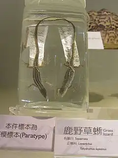 Description de l'image Paratypes of Takydromus luyeanus in National Museum of Natural Science in Taiwan.JPG.