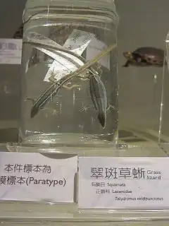 Description de l'image Paratypes of Takydromus viridipunctatus in National Museum of Natural Science in Taiwan.JPG.
