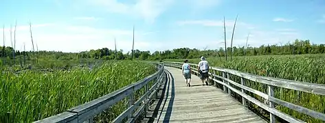 Une passerelle de bois traversant un marais, deux personnes y marchent.