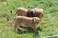 Couple de lions de l'Angola