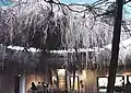 Présentation pédagogique des racines d'un arbre, vue de dessous.