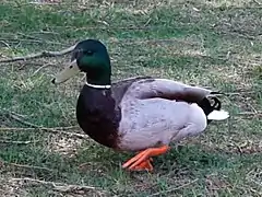 Canard colvert (mâle)