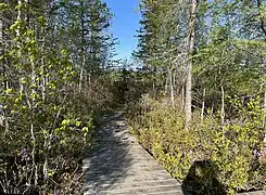 Sentier de caillebotis bordé de Rhododendron canadense