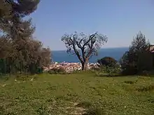 Vue d'un arbre sur une colline herbeuse avec la mer en fond.