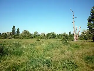 Une prairie au centre du parc