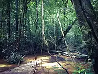 Randonnée au Parc amazonien de Guyane, à Saül.