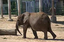 Éléphant d'Afrique.