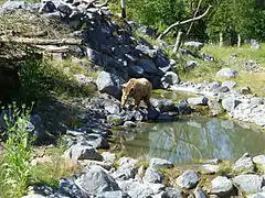 Terres des ours.