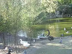 L'étang avec des canards, des cygnes et des poules d'eau
