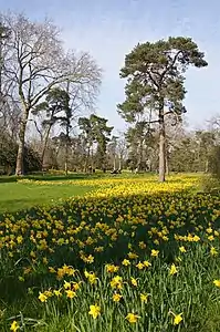 Les cultivars de Narcissus, ici au parc de Bagatelle, sont souvent appelés « jonquilles ».
