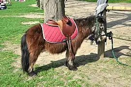 Tapis de selle rose saumon sur un poney à Versailles.