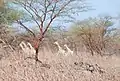 Girafes dans le parc national Waza.