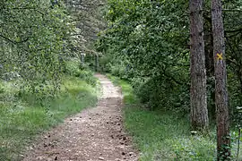 Allée forestière dans le bas de la combe.