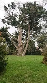 Arbre remarquable au parc de la Cornaudric.