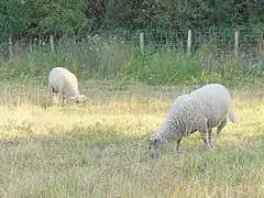 Moutons Belle-Île au parc des Oblates.