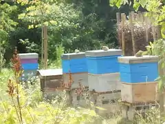 Ruches de la « Maison de l'apiculture ».