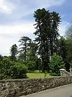 Sequoia sempervirens dans le parc du château.