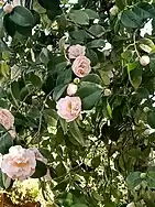 Camélia en fleurs