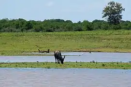 Buffle d'eau dans le parc national de Uda Walawe au Sri Lanka