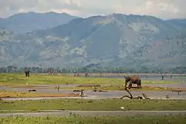 Elephas maximus dans le parc national de Uda Walawe au Sri Lanka