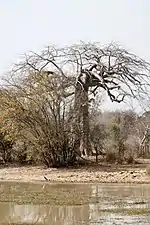 Baobab