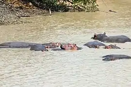 Hippopotames à la mare sacrée