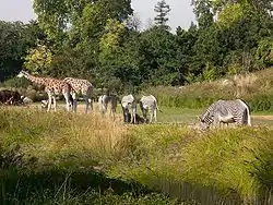 Zèbres de Grévy, girafes et watusis.