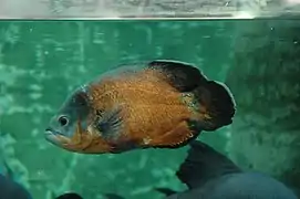 Vue d'un astronotus dans l'aquarium.