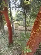 Deux tronc d'arbousiers de Chypre au premier plan avec écorce ocre s'exfoliant. Jarre de jardin dans le fond.