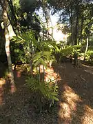 Palmier bambou dans le parc ; feuilles en forme de fougères.