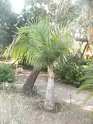 Jeune palmier des berges devant un Yucca filifera.