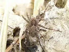 Sac à œufs accroché aux filières