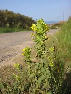 Parentucellia viscosa au bord d'une route corse.