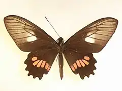 Parides neophilus