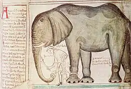 Enluminure représentant un éléphant