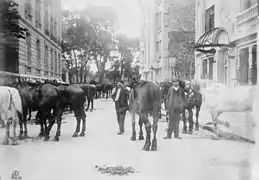 Regroupement de chevaux dans une rue.