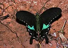 Voilier lustré Papilio paris (Papilionidae)