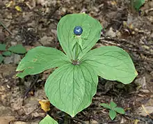 Parisette à quatre feuilles