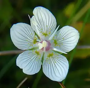 Staminodes sur une fleur de Parnassia palustris